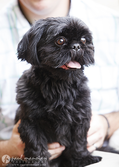 Pet Photography Livonia Michigan