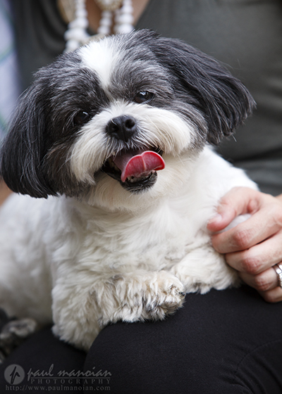 Pet Photography Livonia Michigan