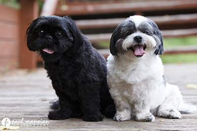 Pet Photography Livonia Michigan