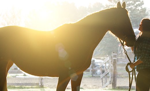 Senior Pictures with Horses