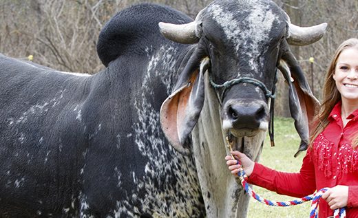 Indu-Brazilian Cattle Senior Pictures - Michigan Senior Portraits Photographer
