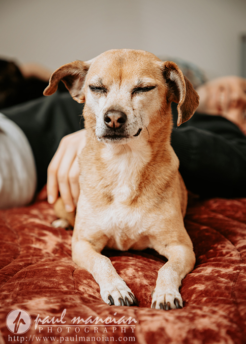A small brown dog with closed eyes relaxes on a rust-colored blanket during an engagement portrait session, with a person's arm resting behind it. The dog appears calm and content.