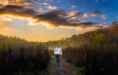 A person in a white sweater walks along a dirt path through tall grass, framed by trees and a colorful sunset sky—an ideal scene for a fall senior pictures session.