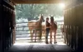 Senior Pictures Ideas with Horses
